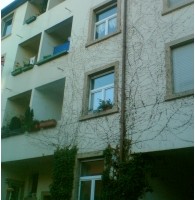 Beispiel 2: Säuberung einer Hausfassade und Mauern von Schlingpflanzen nachher