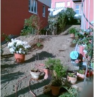 Kübelpflanzen und Rosen vor der Gartenneugestaltung