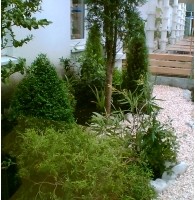 Begrünter Innenhof mit Formgehölzen, gestaltet von Gartengestaltung Stoll